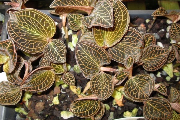Anoectochilus albo-lineatus -- Hill's Raingreen Tropicals