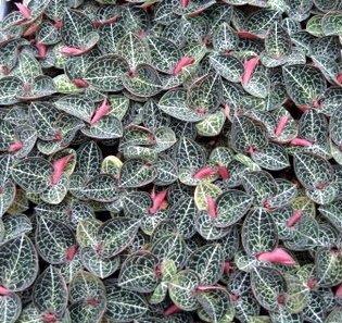 Anoectochilus formosanus -- Hill's Raingreen Tropicals