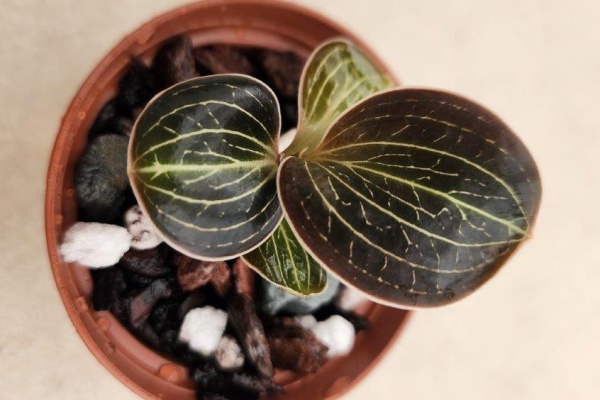 Anoectochilus lowii -- Hill's Raingreen Tropicals