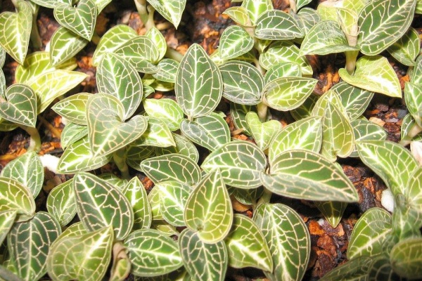 Anoectochilus roxburghii -- Hill's Raingreen Tropicals