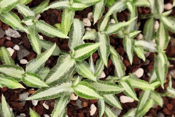 Aspidogyne argentia -- Hill's Raingreen Tropicals