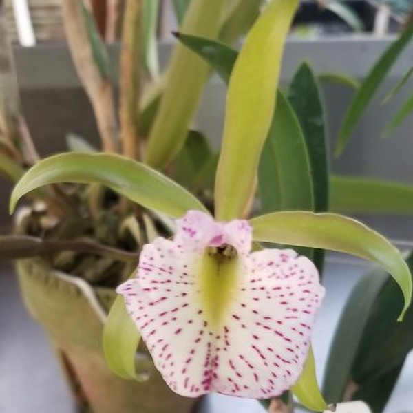 Bc. Mary Dodson -- Hill's Raingreen Tropicals