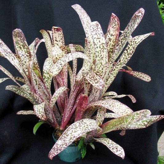 Billbergia 'Casa Blanca' -- Hill's Raingreen Tropicals