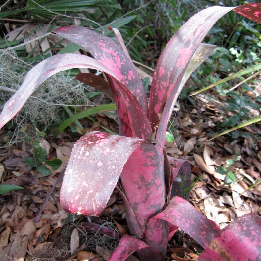 Billbergia 'Hallelujah' -- Hill's Raingreen Tropicals