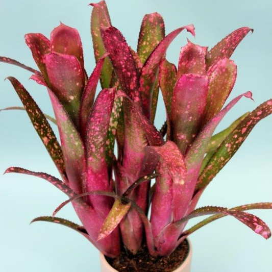 Billbergia 'Tang Ee' -- Hill's Raingreen Tropicals