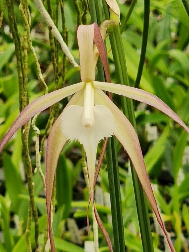 B. appendiculata -- Hill's Raingreen Tropicals