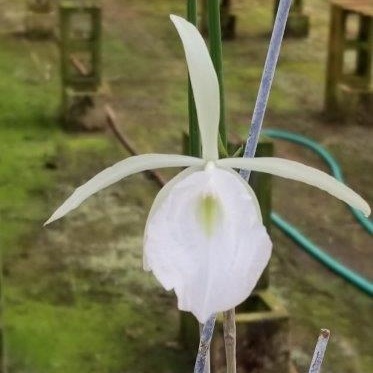 B. flagellaris -- Hill's Raingreen Tropicals