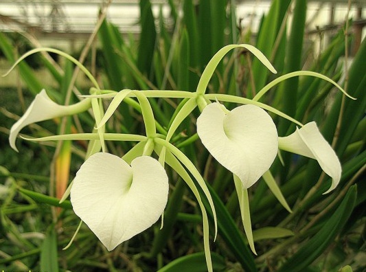 B. nodosa -- Hill's Raingreen Tropicals