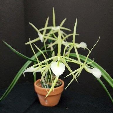 B. subulifolia × fragrans -- Hill's Raingreen Tropicals