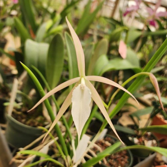B. Yaki -- Hill's Raingreen Tropicals
