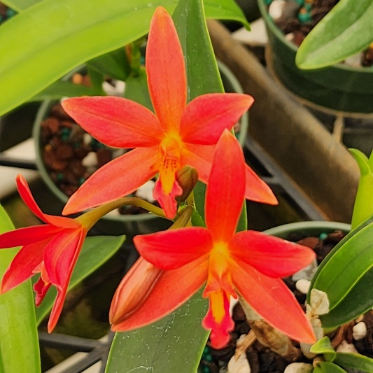 C. Brazilian Angel × Gur. aurantiaca 'Mishimo Spots' -- Hill's Raingreen Tropicals