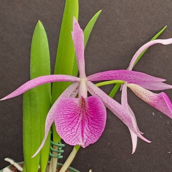 C. Elegans (1879) × B. nodosa -- Hill's Raingreen Tropicals
