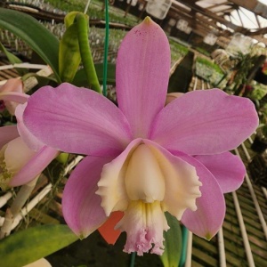 C. harrisoniana 'Volcano Queen' AM/AOS × self -- Hill's Raingreen Tropicals