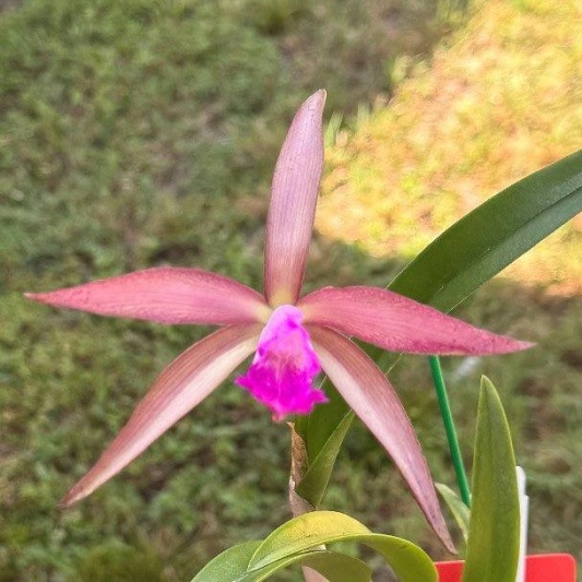 C. tigrina × Rcv. David Sander -- Hill's Raingreen Tropicals
