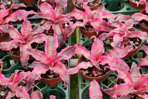 Cryptanthus Red Baron 'Living Colors' -- Hill's Raingreen Tropicals