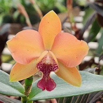 Ctt. Jet's Surprise × Gur. aurantiaca 'Mishimo Spots' -- Hill's Raingreen Tropicals