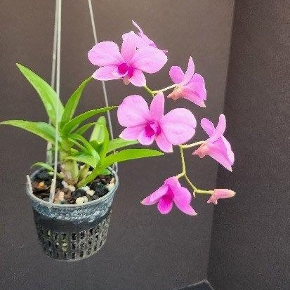 Den. bigibbum var. compactum 'Zeschia Lynn' -- Hill's Raingreen Tropicals
