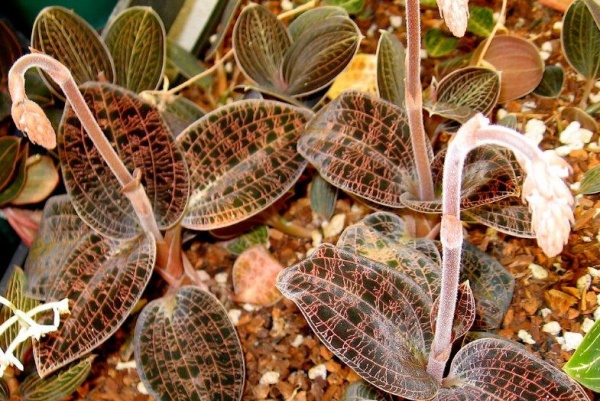 Dossinia marmorata var. dayii -- Hill's Raingreen Tropicals