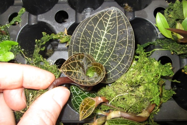 Dossinochilus Dreamcatcher -- Hill's Raingreen Tropicals