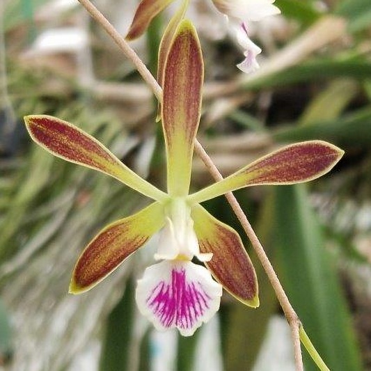 Enc. tampensis -- Hill's Raingreen Tropicals