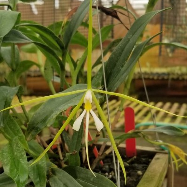 Epi. nocturnum -- Hill's Raingreen Tropicals
