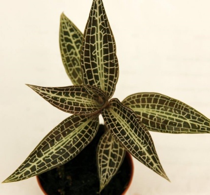 Goodyera hispida -- Hill's Raingreen Tropicals