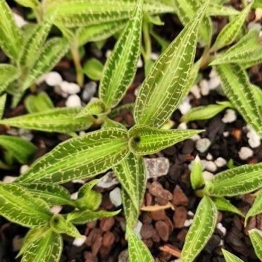 Goodyera malipoensis -- Hill's Raingreen Tropicals