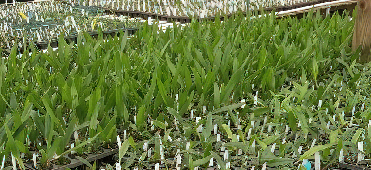 Hill's Raingreen Tropicals greenhouse