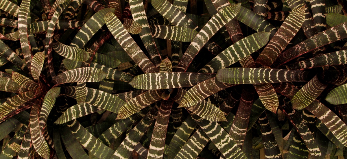 Hill's Raingreen Tropicals greenhouse