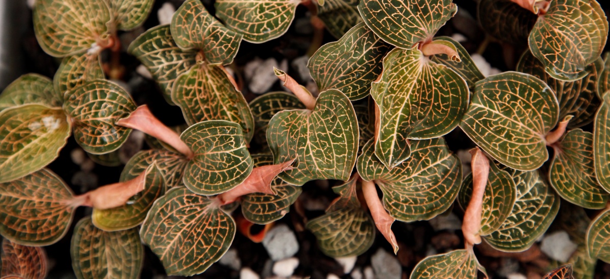 Hill's Raingreen Tropicals greenhouse