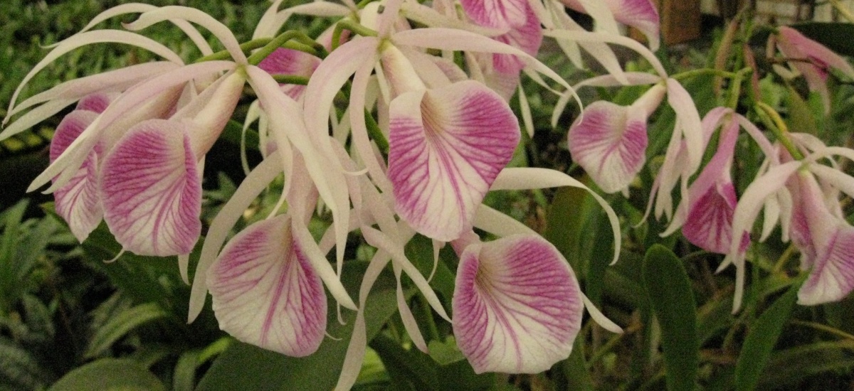 Hill's Raingreen Tropicals greenhouse