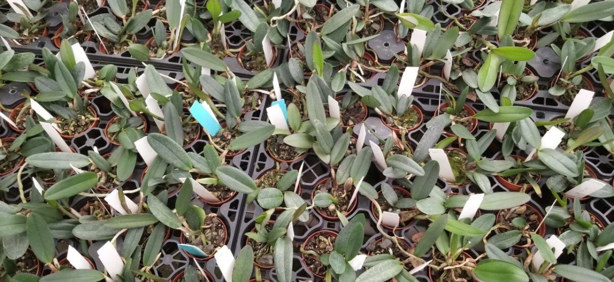 Hill's Raingreen Tropicals greenhouse