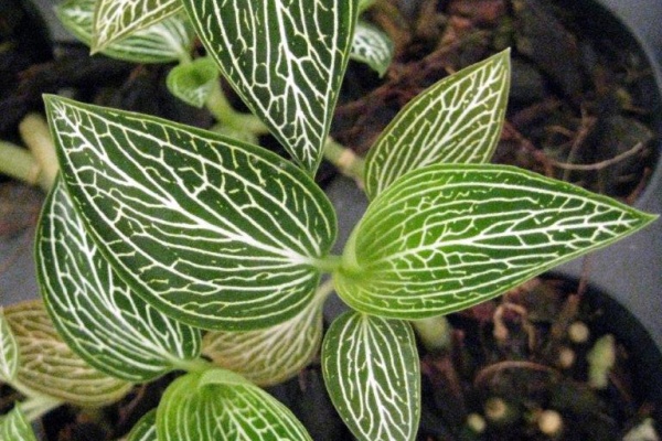 Ludisia discolor var. alba -- Hill's Raingreen Tropicals