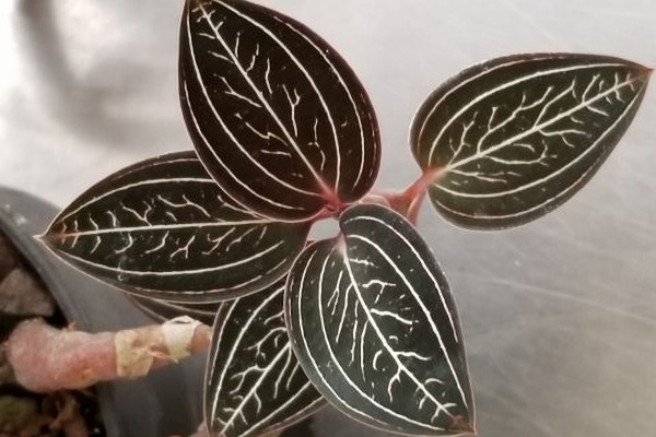 Ludisia discolor 'Jewelyana' -- Hill's Raingreen Tropicals