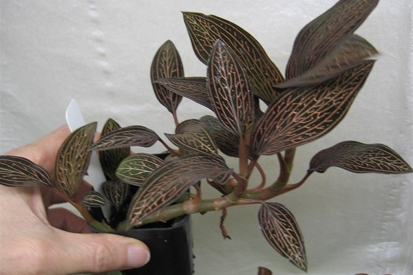 Ludisia Lightning -- Hill's Raingreen Tropicals