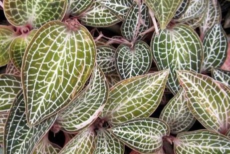 Ludochilus Poly -- Hill's Raingreen Tropicals