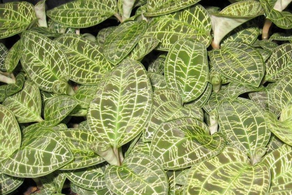 Macodes petola -- Hill's Raingreen Tropicals