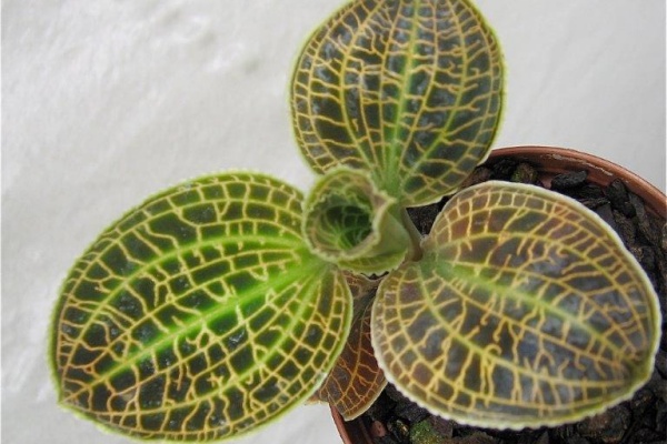 Macodes sanderiana -- Hill's Raingreen Tropicals