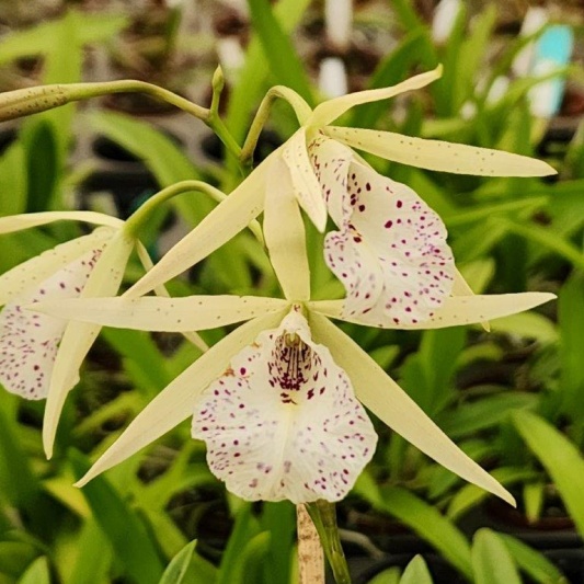Myv. Christian Fun -- Hill's Raingreen Tropicals