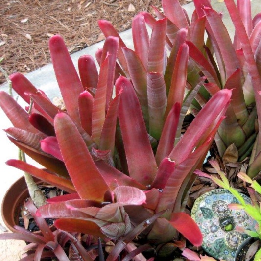 Neoregelia cruenta 'Rubra' -- Hill's Raingreen Tropicals