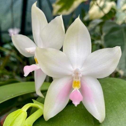 Phalaenopsis bellina 'Raingreen's Pink' -- Hill's Raingreen Tropicals