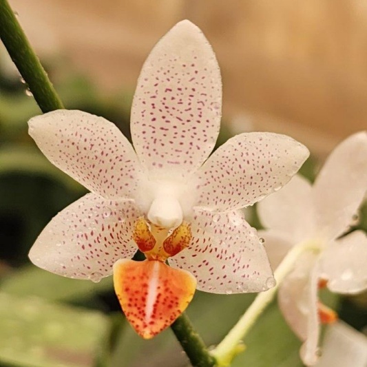 Phalaenopsis Mini Mark -- Hill's Raingreen Tropicals