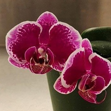 Phal. OX Happy Girl -- Hill's Raingreen Tropicals