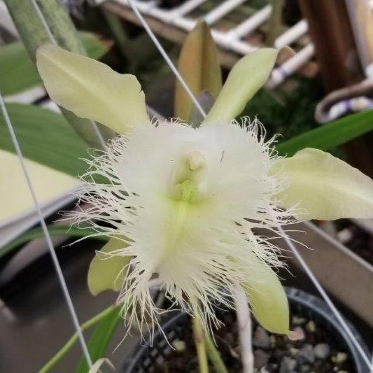 Rl. digbyana -- Hill's Raingreen Tropicals