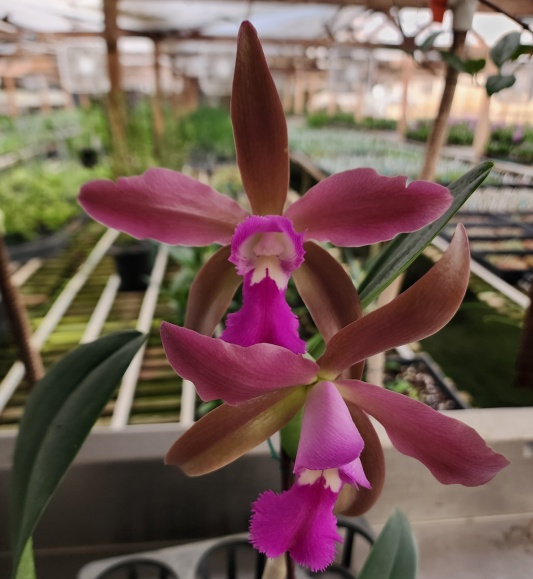 Rlc. Alexandra Elisabeth -- Hill's Raingreen Tropicals