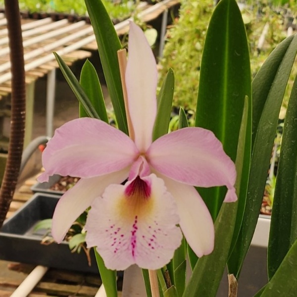 Rlc. Donna Kimura × B. nodosa -- Hill's Raingreen Tropicals