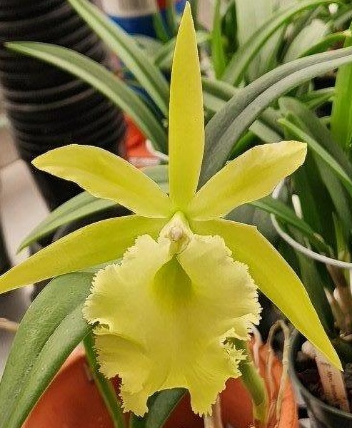 Rlc. Prada Green Deluxe × Rcv. Jimminey Cricket 'Raingreen's Super' AM/AOS -- Hill's Raingreen Tropicals