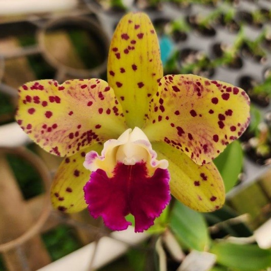 Rlc. SunCoast Magic Leopards × Rlc. SunSpots -- Hill's Raingreen Tropicals