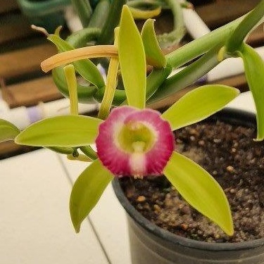Vanilla dilloniana -- Hill's Raingreen Tropicals
